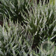 Calluna v. 'White Angie' GM P10,5