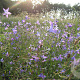 Campanula Rotundifolia WILD,Dianthus Carthusianorum WILD Sedumdaktuin 24 per tray