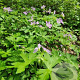 Geranium Pratense WILD,Euphorbia myrsinites Sedumdaktuin 24 per tray
