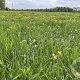grassen en kruiden Sedumdaktuin 24 per tray