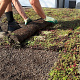 Sedum vegetatiemat Sedumdaktuinen