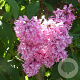 Syringa (V) 'Miss Canada' 30-40 cm met kluit