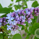 Syringa v. Carpe Diem 80-100 cm met kluit 3-4 tak