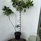 Aesculus parviflora 100-125 cm 7,5L