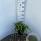 Berberis frikartii 'Amstelveen' 30-40 cm 3,0L