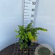 Berberis frikartii 'Telstar' 30-40 cm 3,0L