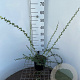Berberis stenophylla 40-50 cm 3,0L