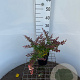 Berberis thunb. 'Atropurpurea Nana' 25-30 cm 2,5L
