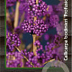 Callicarpa bod. 'Profusion' 30-40 cm 2,0L