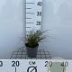Carex testacea GM C1.3