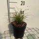 Carex testacea GM C1.3