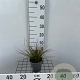 Carex testacea 'Prairie Fire' GM C1.3