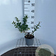 Chaenomeles j. 'Sargentii' 30-40 cm 2,5L