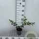 Chaenomeles sup. 'Nicoline' 30-40 cm C1.3