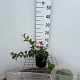 Chaenomeles sup. 'Pink Lady' 30-40 cm 2,5L