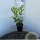 Clethra alnif. 'Hummingbird' 30-40 cm 2,5L