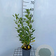 Clethra alnif. 'Hummingbird' 40-50 cm 2,5L
