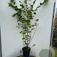 Corylus avellana 150-175 cm 7,5L