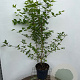 Cornus mas 125-150 cm 7,5L