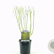 Cornus sericea 'Flaviramea' 40-50 cm 2,0L