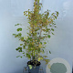 Cornus sang. 'Midwinter Fire' 100-125 cm 7,5L