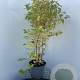 Cornus sang. 'Midwinter Fire' 80-100 cm 7,5L