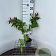 Diervilla splendens 30-40 cm C1.3