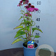 Echinacea p. 'Magnus' 25-30 cm C1.3