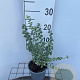 Euonymus fort. 'Emerald Gaiety' 25-30 cm C1.3