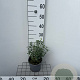 Euonymus fort. 'Emerald Gaiety' 25-30 cm 2,0L