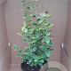 Euonymus fort. 'Emerald 'n' Gold' 20-25 cm C1.3