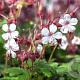 Geranium macr. 'Spessart' GM C1.3
