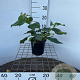 Hedera col. 'Fall Favourite' 30-40 cm 2,5L