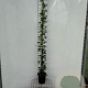 Hedera hibernica 150-175 cm 7,5L Gestokt