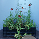 Helenium 'Moerheim Beauty' 30-40 cm C1.3