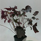 Heuchera m. 'Palace Purple' 20-25 cm C1.3