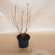 Hydrangea a. 'Annabelle' 30-40 cm 2,0L