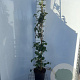 Hydrangea anomala petiolaris 140-150 cm 7,5L met stok