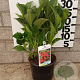 Hydrangea m. 'Alpenglühen' 25-30 cm 2,0L