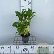 Hydrangea m. 'Soeur Thérèse' 25-30 cm 2,0L