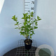 Hydrangea pan. 'Limelight' 40-50 cm 2,5L