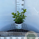 Hydrangea pan. Little Lime 30-40 cm 3,0L