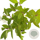 Hydrangea pan. 'Pink Diamond' 40-50 cm 2,5L