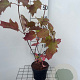 Hydrangea quercifolia 30-40 cm 2,0L