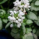 Lamium mac. 'White Nancy' GM C1.3