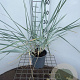 Leymus arenarius 'Blue Dune' 40-50 cm 2,5L