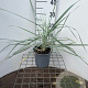 Leymus arenarius 30-40 cm 2,5L