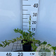 Ligustrum obtusifolium regelianum 30-40 cm C1.3