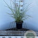 Miscanthus sin. 'Red Chief' 30-40 cm 2,5L