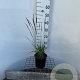 Molinia caerulea 'Moorhexe' 25-30 cm 2,5L